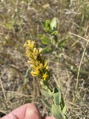 Solidago mollis