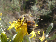 Apis mellifera capensis