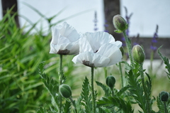 Papaver