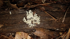 Artomyces pyxidatus