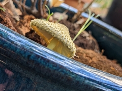 Leucocoprinus birnbaumii