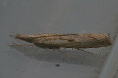 Agriphila geniculea