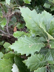 Quercus prinoides