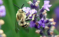 Anthophora