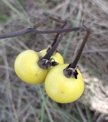 Solanum dimidiatum