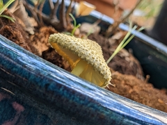 Leucocoprinus birnbaumii