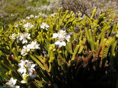 Veronica poppelwellii