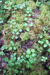 Linnaea borealis