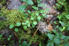 Linnaea borealis