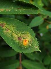 Gymnosporangium