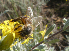 Apis mellifera capensis