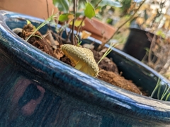 Leucocoprinus birnbaumii