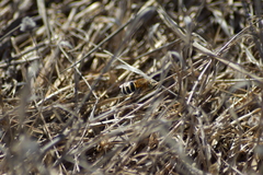 Amegilla quadrifasciata