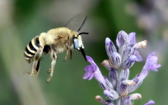 Anthophora