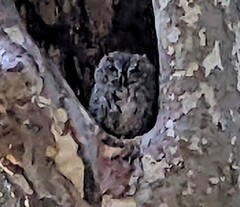 Megascops kennicottii