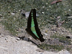 Graphium sarpedon