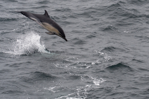 Common Dolphin photographed in Rhode Island