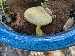 Leucocoprinus birnbaumii