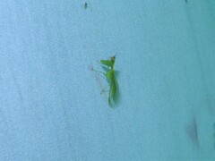 Zeugomantispa minuta