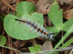 Orgyia pseudotsugata