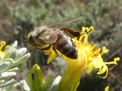 Apis mellifera capensis