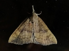 Erebidae