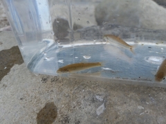 Rhinichthys cataractae