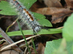 Orgyia pseudotsugata