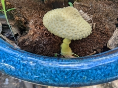Leucocoprinus birnbaumii