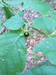 Atropa belladonna