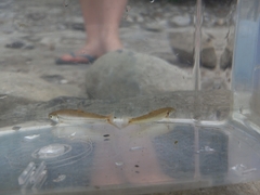 Rhinichthys cataractae