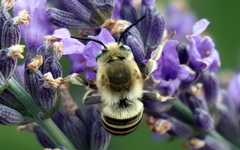 Anthophora