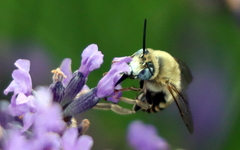 Anthophora
