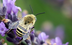 Anthophora