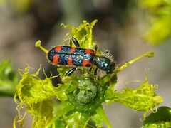 Trichodes leucopsideus