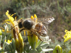 Apis mellifera capensis
