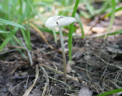 Oudemansiella limonispora