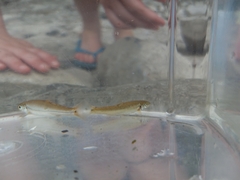 Rhinichthys cataractae