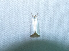 Urola nivalis