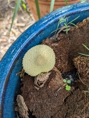 Leucocoprinus birnbaumii