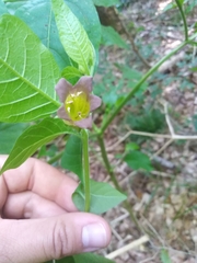 Atropa belladonna