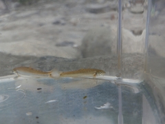 Rhinichthys cataractae