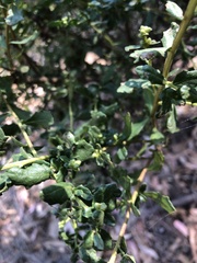 Baccharis pilularis
