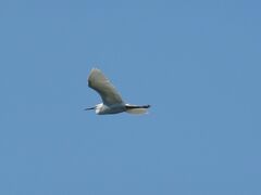 Egretta garzetta