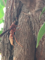 Polistes mexicanus