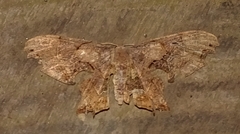 Epipleminae
