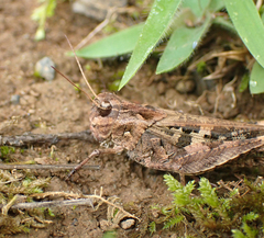 Oedaleus infernalis