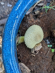 Leucocoprinus birnbaumii