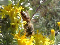 Apis mellifera capensis