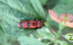 Tylosis maculatus